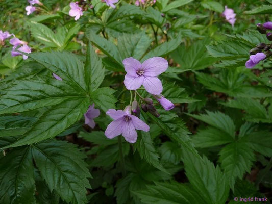Cardamine pentaphyllos / Finger-Schaumkraut  (kommt nur im Süden von ayern und Baden-Württemberg vor)