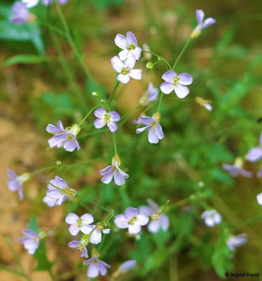 Arabidopsis arenosa ssp. borbasii / Felsen-Sand-Schaumkresse