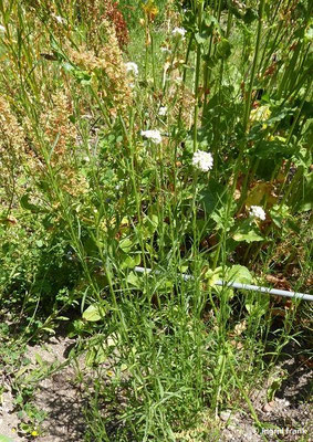 Lepiium graminifolium - Grasblättrige Kresse  (20.06.2022; Botanischer Garten der Universität Konstanz)