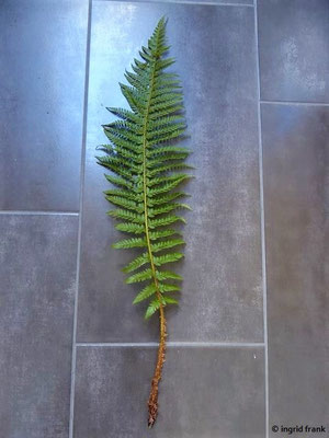 Dryopteris carthusiana / Dorniger Wurmfarn, Kartäuser-Dornfarn    VII-VIII