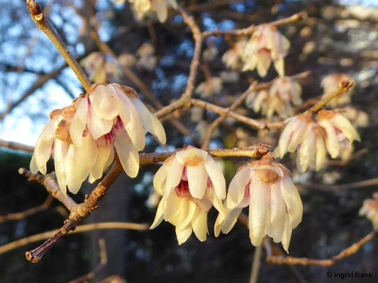 Chimonanthus praecox - Winterblüte, Wintersüß (Botanischer Garten Universität Heidelberg)