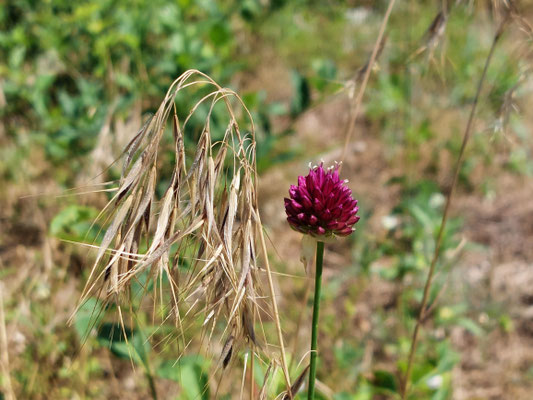 Allium sphaerocephalon / Kugel-Lauch