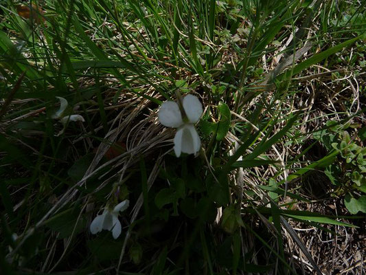 Viola alba / Weisses Veilchen