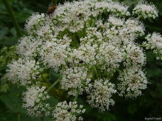 19.07.2011-Angelica sylvestris - Wilde Engelwurz