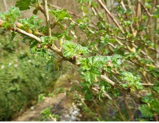 Ribes uva crispa / Stachelbeere (09.04.2021; an der Zwiefalter Ach bei Gossenzugen)