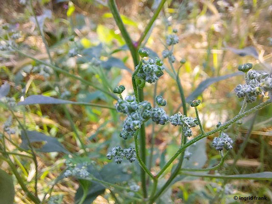 Chenopoium album / Weißer Gänsefuß