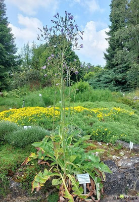 Cicerbita plumieri / Französischer Milchlattich  (16.06.2025; Botanischer Garten der Universität Tübingen)