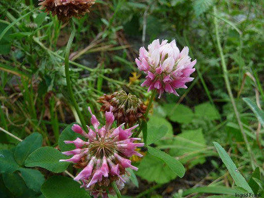 Trifolium hybridum / Bastard-Klee    V-IX