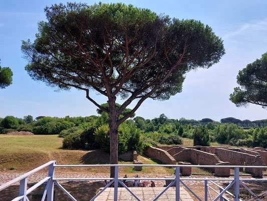 Pinus pinea / Pinie     (28.08.2024; Italien, Ostia Antica)