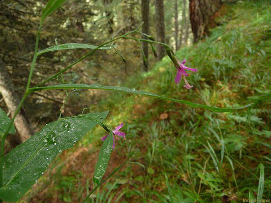 Prenanthes purpurea / Purpur-Hasenlattich    VII-VIII