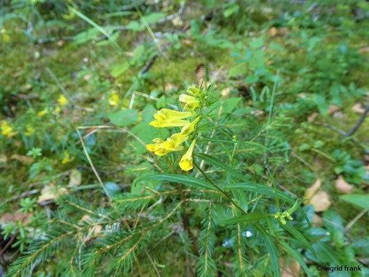 Melampyrum pratense - Gewöhnlicher Wachtelweizen