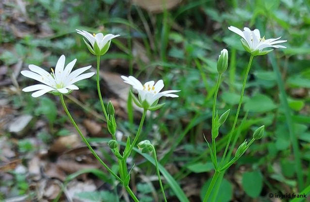 Stellaria holostea / Echte Sternmiere