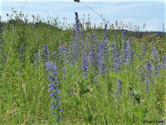 Echium vulgare / Gewöhnlicher Natternkopf    V-X