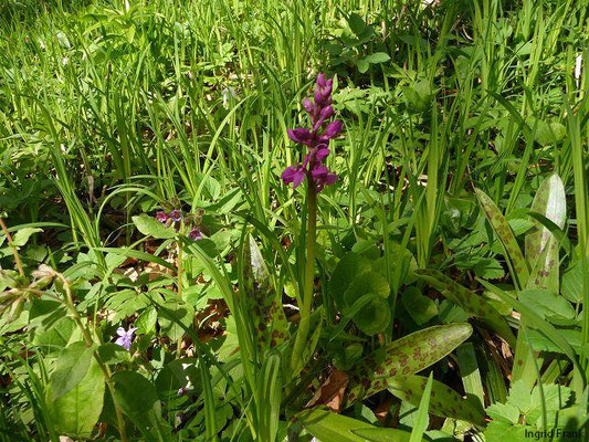 Orchis mascula / Männliches Knabenkraut