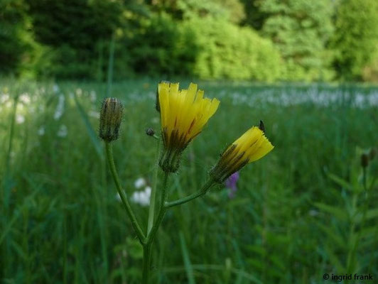 Crepis paludosa / Sumpf-Pippau