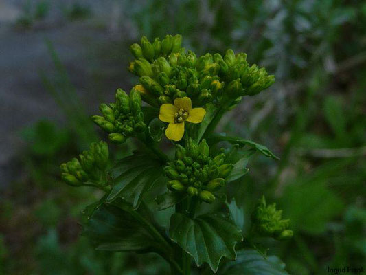 Barbarea vulgaris - Echte Winterkresse, Barbarakraut