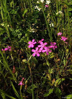 Silene armeria / Nelken-Leimkraut    VI-IX