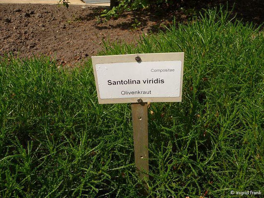 Santolina viridis / Olivenkraut (30.04.2014; Botanischer Garten Berlin)