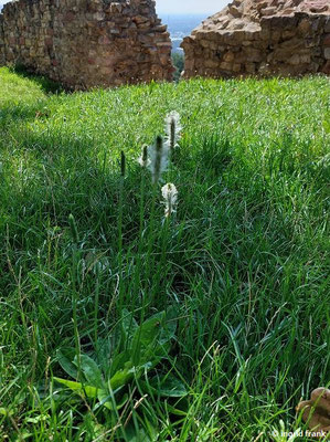 Plantago media / Mittlerer Wegerich   (17.08.2023; Ruine Schauenburg bei Dossenheim)