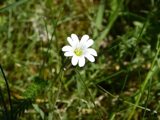 Cerastium spec. (100 Arten)