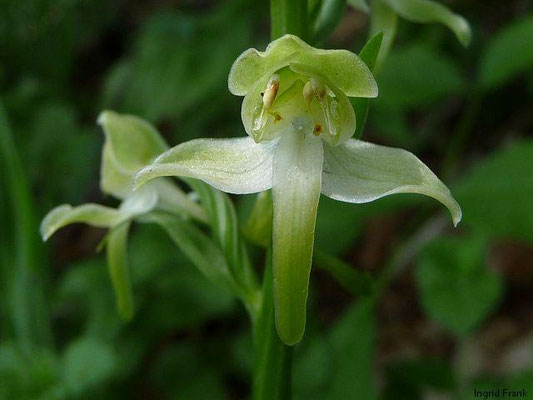 Platanthera chlorantha / Grünliche Waldhyazinthe