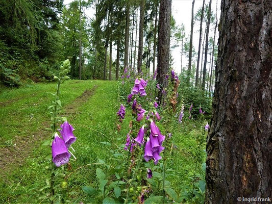 Digitalis spec. (23 Arten)