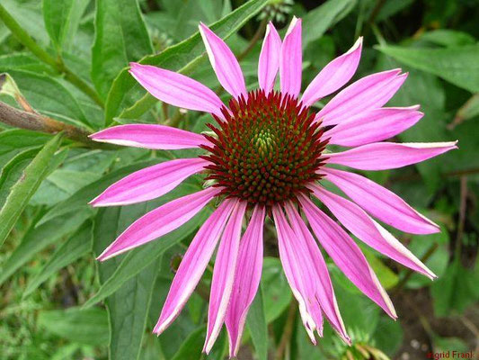 Echinacea purpurea / Purpur-Sonnenhut