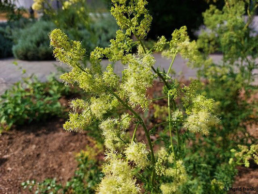 Thalictrum flavum - Gelbe Wiesenraute   (Botanischer Garten Universität Heidelberg)