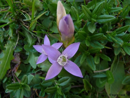 Gentianella lutescens / Karpaten-Kranzenzian    VI-VIII