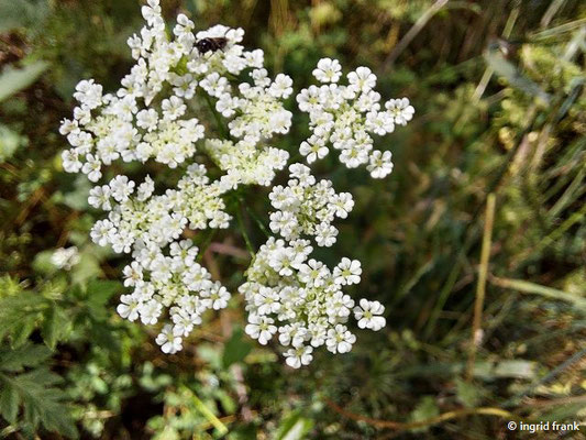 Chaerophyllum temulum / Taumel-Lauch