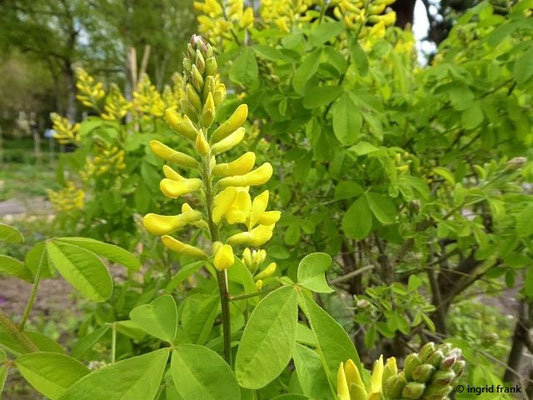 Petteria ramentacea - Petterie