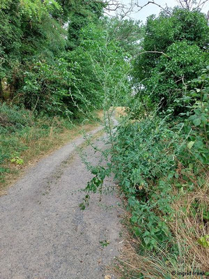 Artemisia vulgaris / Gewöhnlicher Beifuß    (15.07.2023; NSG Sandhausener Düne, Pflege Schönau-Galgenberg)