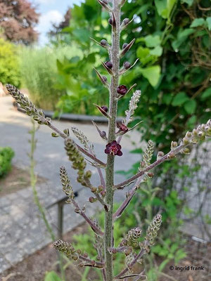 Veratrum nigrum / Schwarzer Germer (10.08.2023; Botanischer Garten Universität Heidelberg))