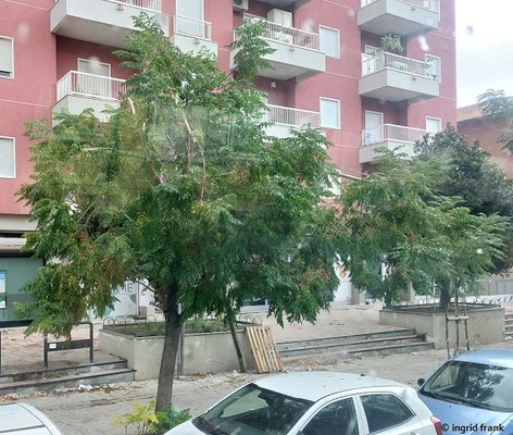 Melia azedarach / Zedarachbaum (an der Straße von Palermo nach Monreale)