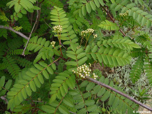 Sorbus fruticosa  (Botanischer Garten Berlin)
