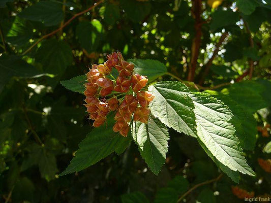Physocarpus spec. (10 Arten)