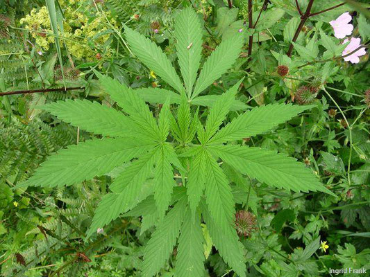 Cannabis sativa ssp. spontanea / Wilder Hanf   