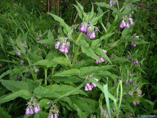 Symphytum officinale / Gewöhnlicher Beinwell