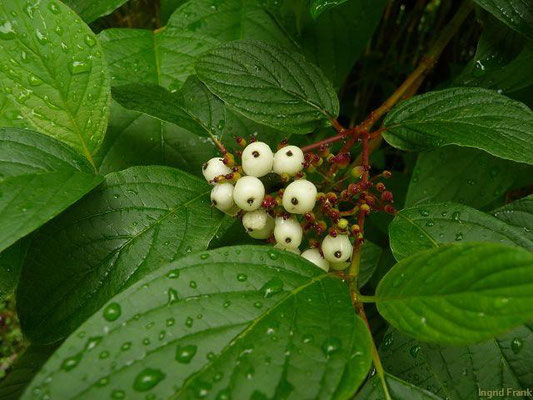 25.06.2012-Cornus sanguinea - Blutroter Hartriegel