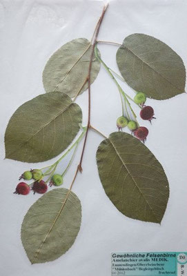 Amelanchier ovalis / Echte Felsenbirne  (06/2012; Emmendingen, Oberrheinebene)  (Herbarium Dr. Wolf v. Thun)