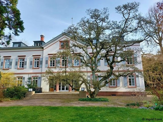 Magnolia denudata / Yulan-Magnolie (22.02.2023 - Schau- und Sichtungsgarten Hermannshof in Weinheim)