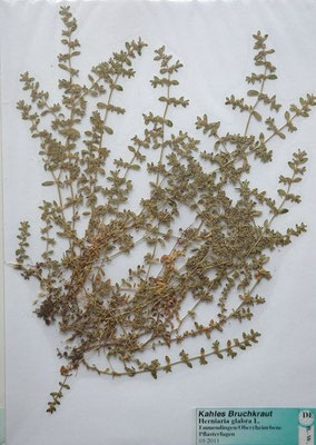 Herniaria glabra / Kahles Bruchkraut  (05/2011; Emmendingen,Oberrheinebene) (Herbarium Dr. Wolf von Thun)