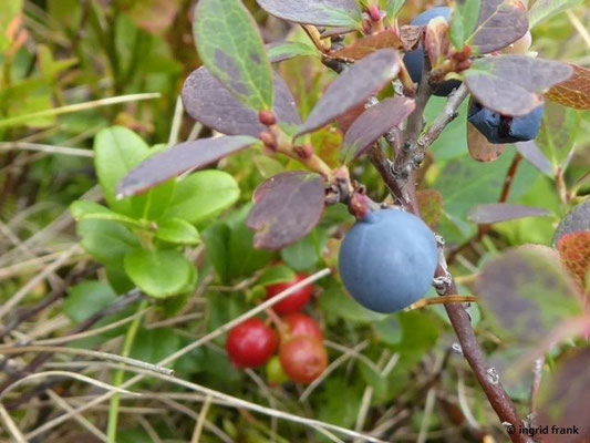Vaccinium gaultherioides / Gebirgs-Moorbeere, Alpen-Rauschbeere