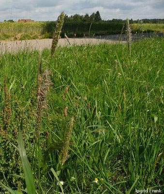 Alopecurus pratensis - Wiesen-Fuchsschwanz