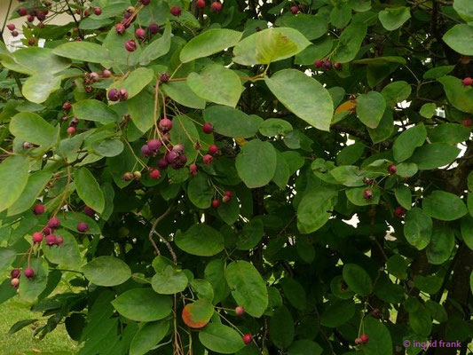 26.06.2016: Amelanchier lamarckii / Kupfer-Felsenbirne