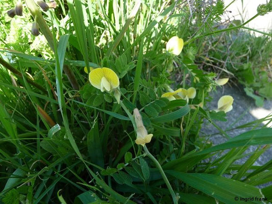 Vicia hybrida / Hybrid-Wicke