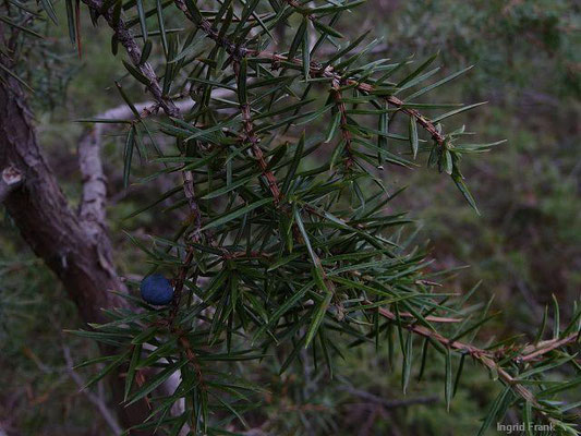 Juniperus communis ssp. communis / Gewöhnlicher Wacholder