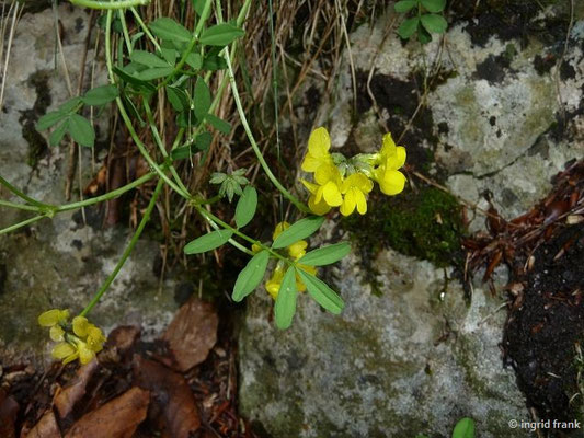 Hippocrepis comosa / Schopfiger Hufeisenklee