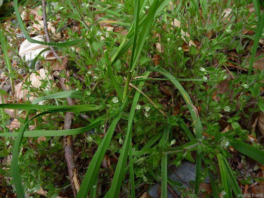 Moehringia trinervia / Dreinervige Nabelmiere    V-VII
