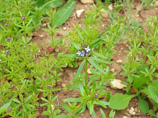 Asperula arvensis / Acker-Meier (Botanischer Garten der Universität Ulm)